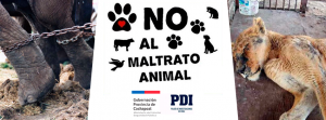 denuncia-maltrato-animal-sexta-region